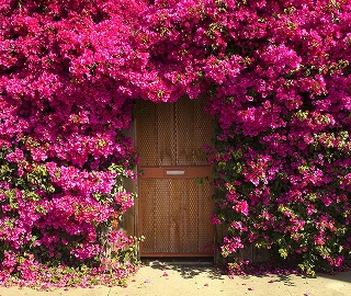 Aadusa Tree Environmental Benefits