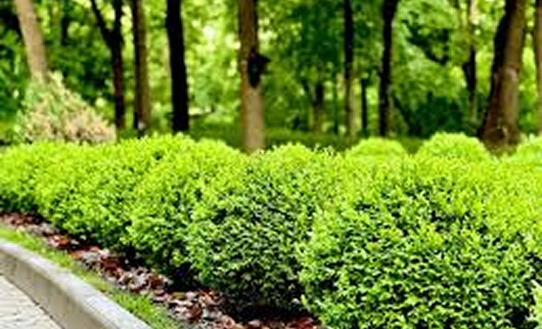 Aadusa Tree - Medicinal Plant