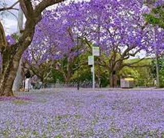 Aadusa Tree Leaves - Medicinal Properties