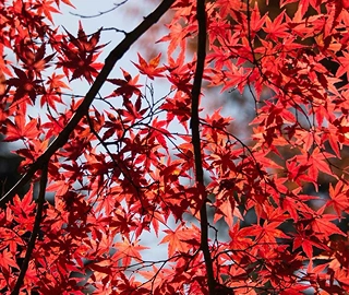 Aadusa Tree Plantation