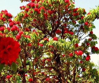 Aadusa Tree Leaves - Medicinal Properties