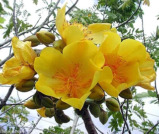 Aadusa Tree Leaves - Medicinal Properties