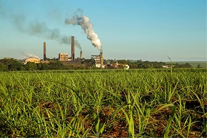 Rotational grazing in pasture