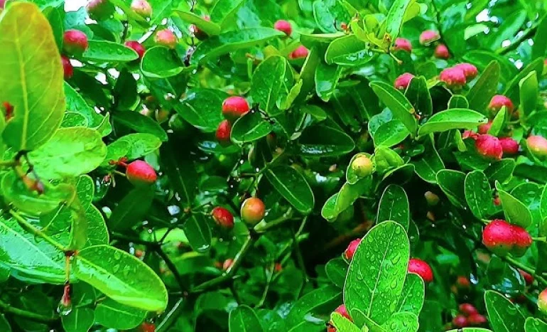 Carissa carandas Tree - Tropical Ecosystem Hero