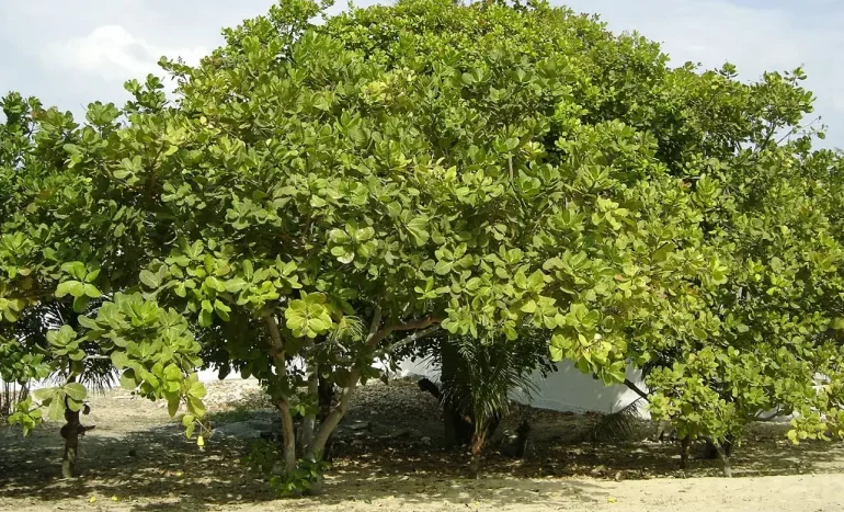Cashew Tree - Sustainable Cultivation