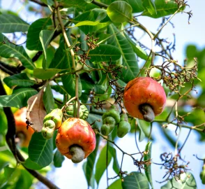 Cashew Apple and Nut Structure