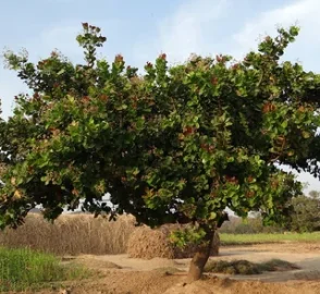 Cashew Processing