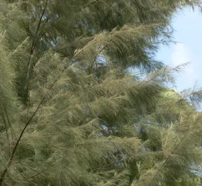 Casuarina Coastal Protection