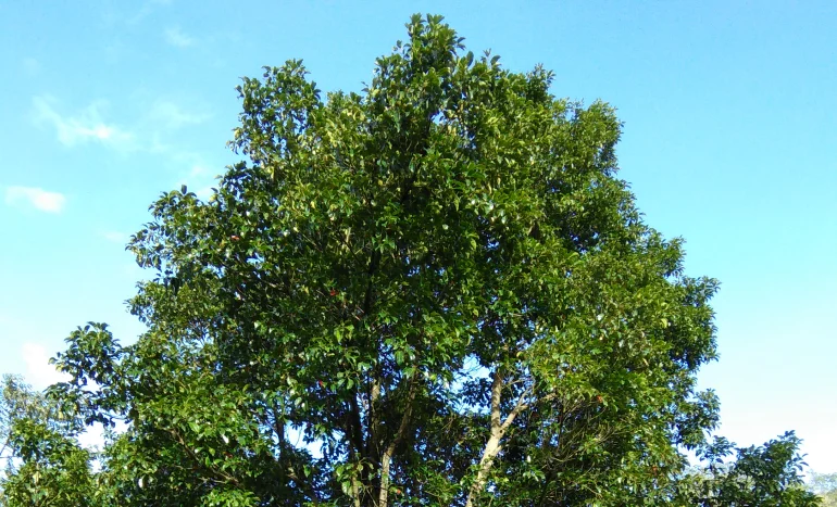 Aadusa Tree - Medicinal Plant