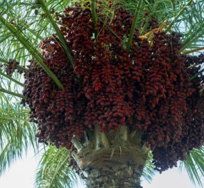 Date Palm Cultivation