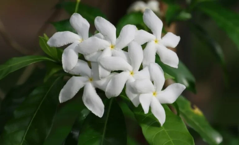 Chafa Tree - Nature's Fragrant Wonder