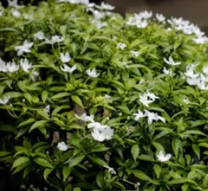 Chandni Tree Medicinal Uses