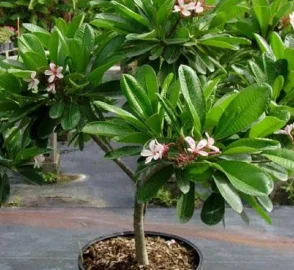 Urban Landscaping with Chafa Trees