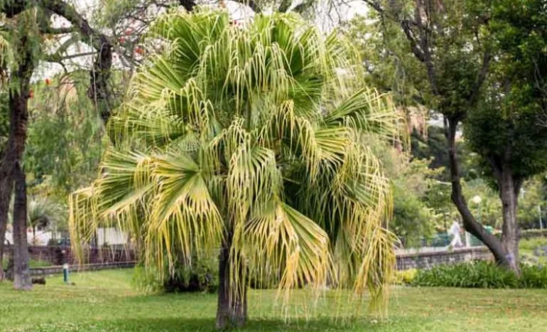 China Palm Tree - Nature's Elegant Evergreen