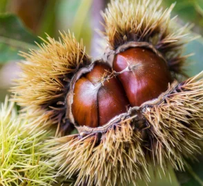 Chestnut Tree in Landscape