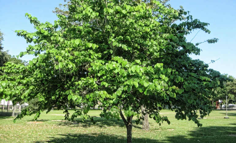 Chinese Tallow Tree - Controversial Landscape Beauty