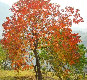 Invasive Species Management