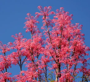 Chinese Toon Tree Leaves