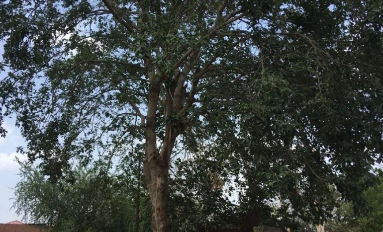 Chironji Tree - Culinary Delight and Traditional Splendor