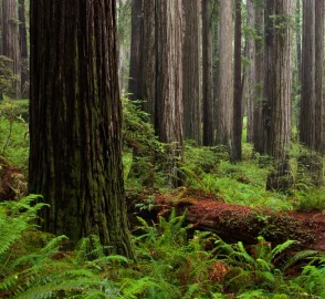 Towering Coastal Redwood Trees