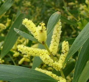 Coastal Wattle Tree with Yellow Flowers