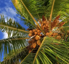 Coconut Tree Uses