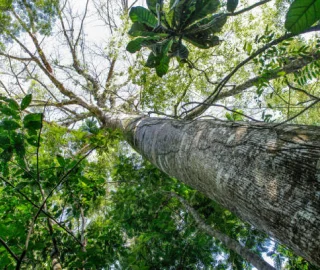 Congo Mahogany Tree Canopy