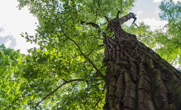Cottonwood Tree - Nature's Majestic Giant