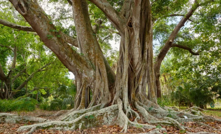 Cuban Laurel Tree - Nature's Majestic Evergreen
