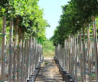 Conservation Efforts