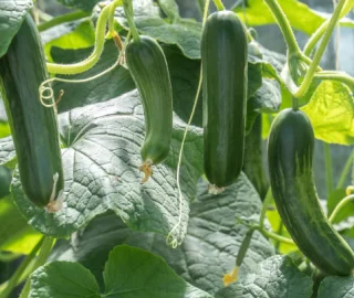 Tree Planting Initiative