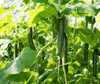 Cucumber Tree Fruit