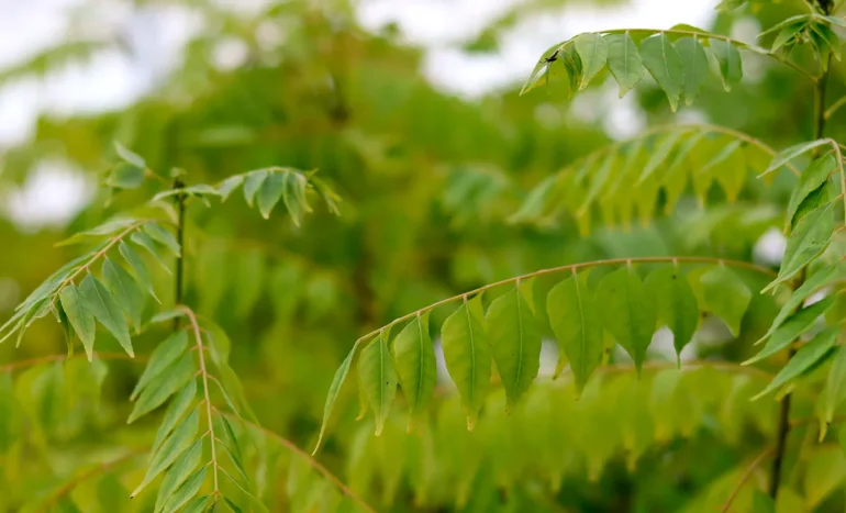 Curry Leaf Tree - Aromatic Marvel