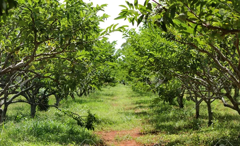 Custard Apple Tree - Tropical Treasure