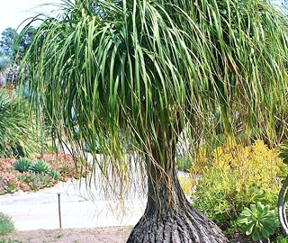 Elephant Foot Tree Sustainability