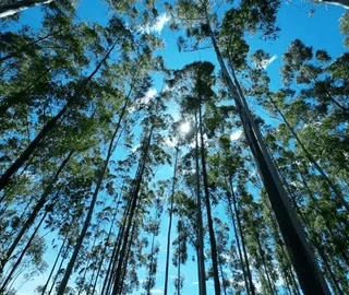 Eucalyptus Tree - Aromatic Leaves