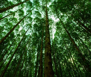 Eucalyptus Tree Environmental Benefits