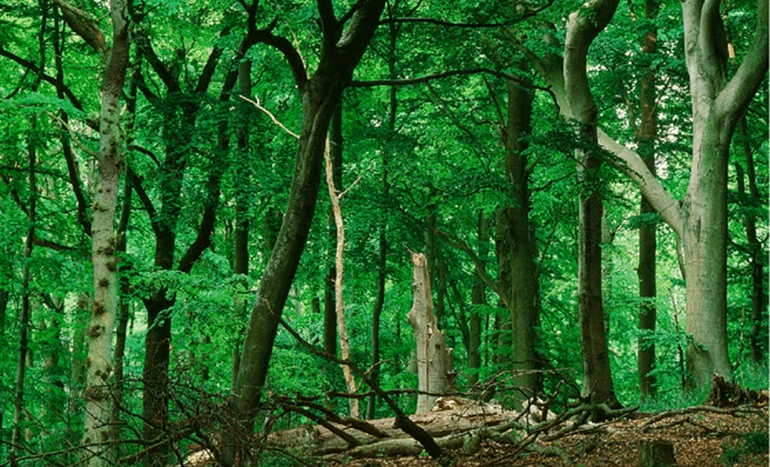 European Hornbeam Tree - Sustainable Landscaping