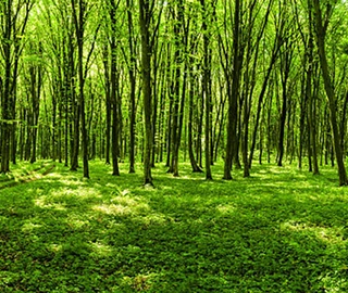 European Hornbeam Tree - Hedging and Screening