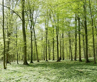 European Hornbeam Tree Environmental Benefits