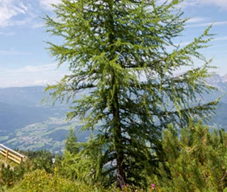 European Larch Tree Environmental Benefits