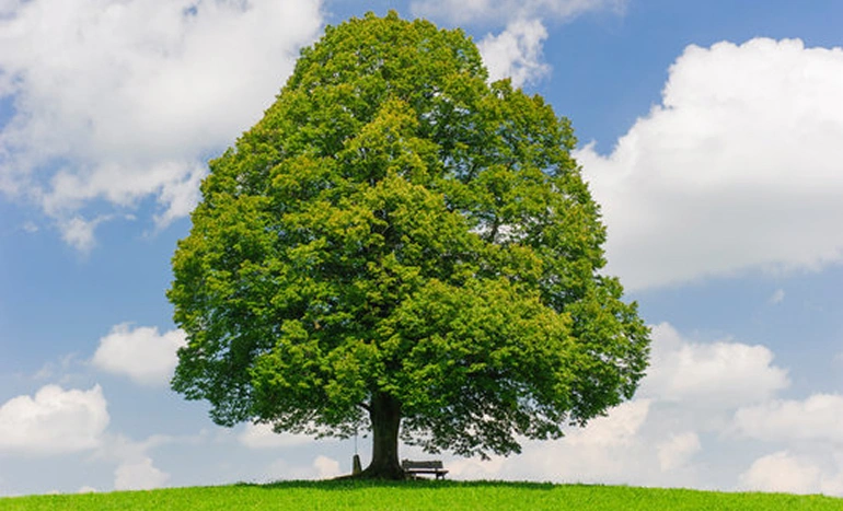 European Linden Tree - Majestic Marvel