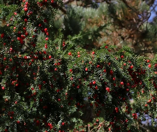 European Yew Tree - Medicinal Benefits