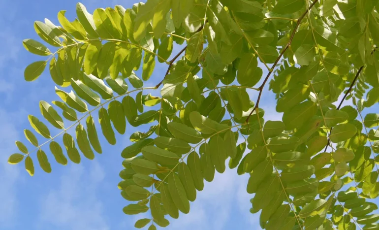 False Acacia Tree - Medicinal Plant