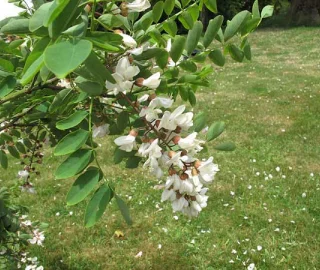 False Acacia Tree Plantation