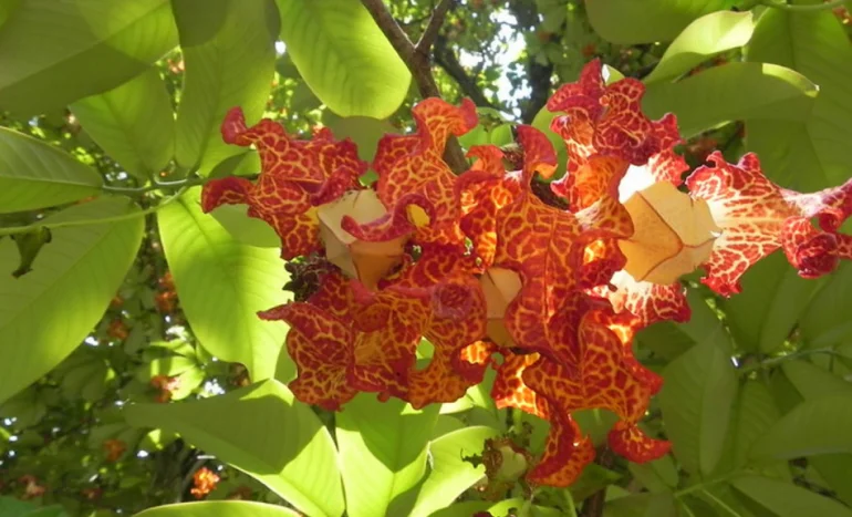 False Acacia Tree - Medicinal Plant