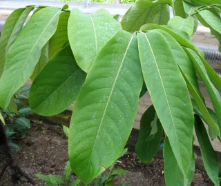 False Nutmeg Tree Environmental Benefits