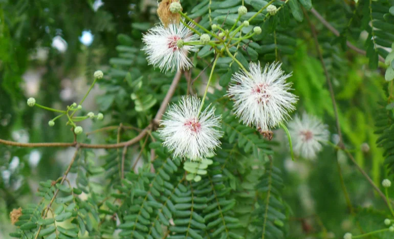 False Acacia Tree - Medicinal Plant