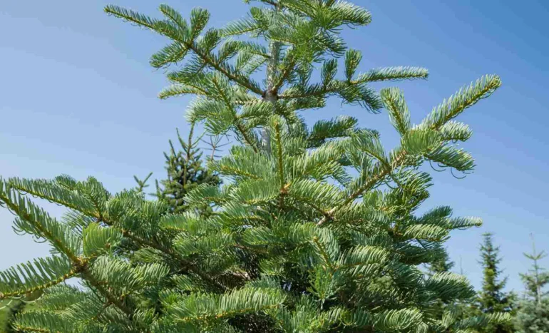 False Acacia Tree - Medicinal Plant