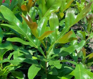 Firewheel Tree Conservation Efforts
